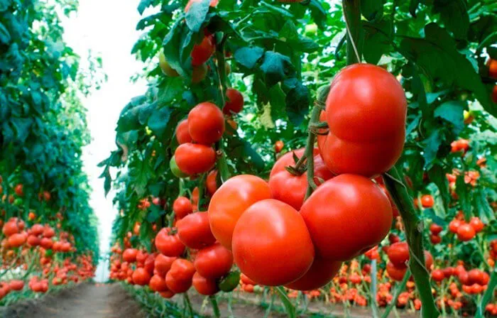 Спелые толстостенные помидоры