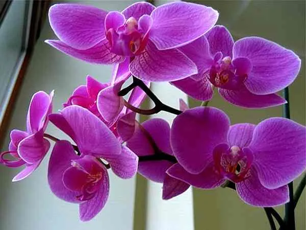  орхидея