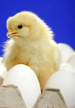 сырые яйца не прошедшие кулинарную обработку могут и цыпленок вылупившийся из яйца