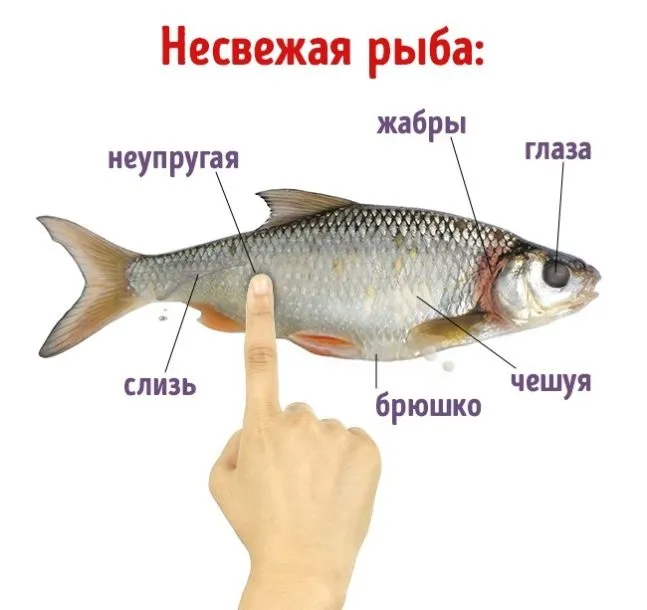 не свежая рыба