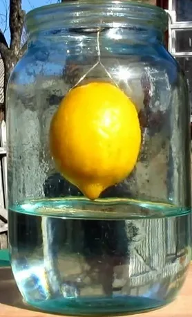 настаивание подвешенного лимона в банке