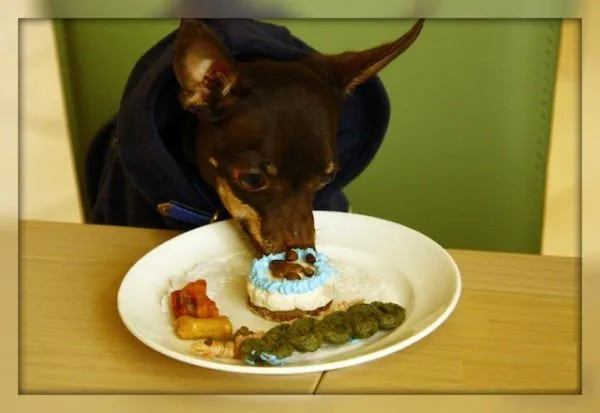 Собачий торт домашнего приготовления, как самому приготовить тортик для собаки.