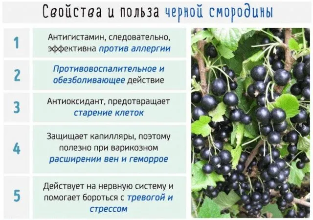 Польза черной смородины