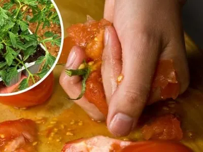 Как правильно собирать семена собственных томатов