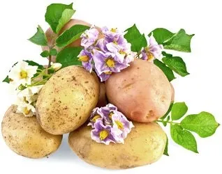 Все о картофеле