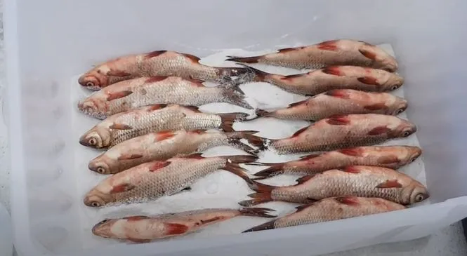 Рыба укладывается в посуду брюшком вверх