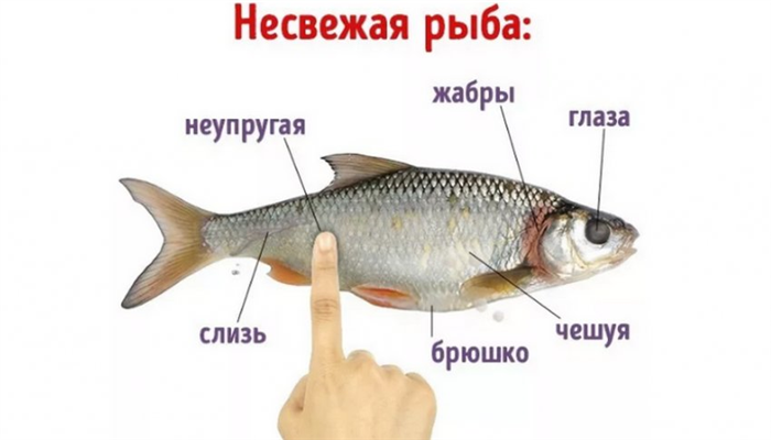 Признаки несвежей рыбы