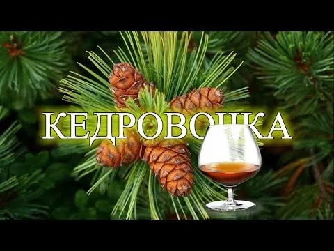 Кедровка. Настойка на кедровых орехах.