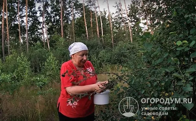 Нужно учитывать, что в процессе сбора выделяющийся сок окрашивает руки и одежду